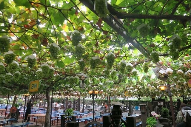 🍇 일고원 (Ichikoen) 이미지 4